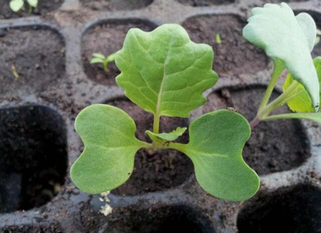 Growing Brussels sprouts from seed