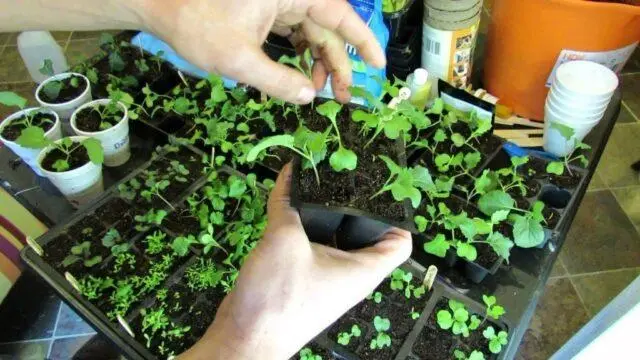 Growing Brussels sprouts from seed