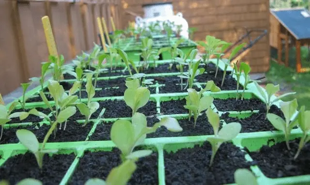 Growing Brussels sprouts from seed