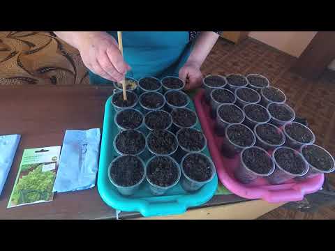 Growing Brussels sprouts from seed