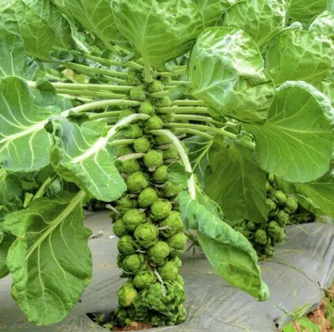 Growing Brussels sprouts outdoors