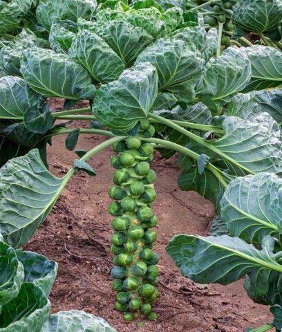 Growing Brussels sprouts outdoors