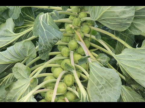 Growing Brussels sprouts outdoors