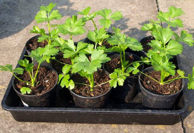 Growing celery root