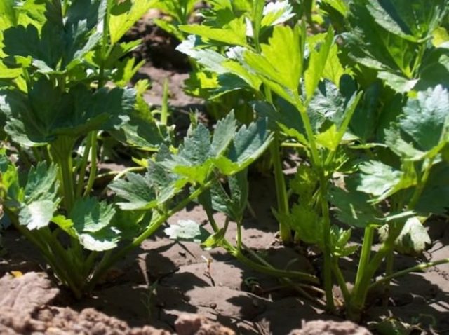 Growing celery root