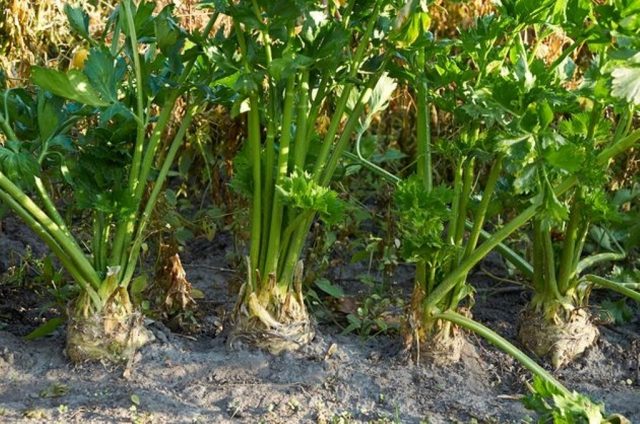 Growing celery root