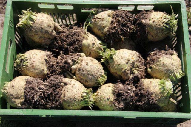 Growing celery root