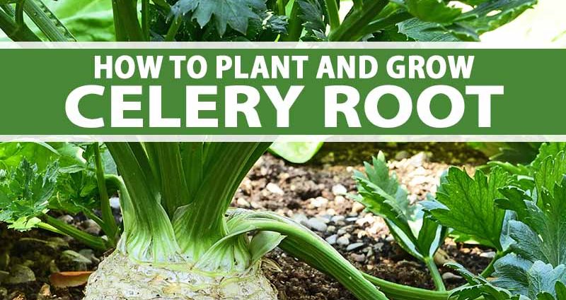 Growing celery root