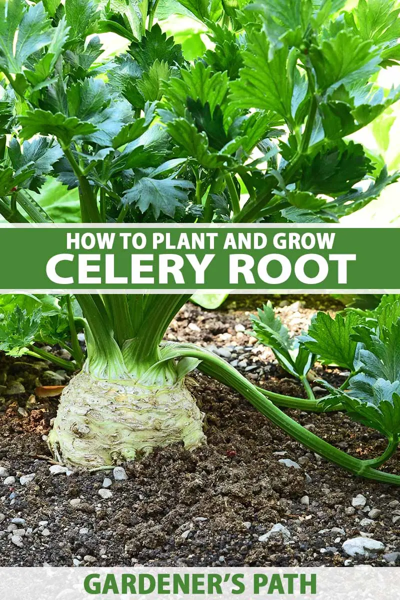 Growing celery root