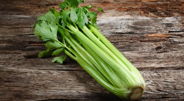 Growing celery seedlings