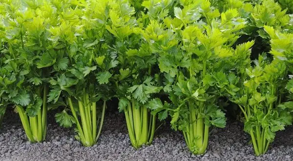 Growing celery seedlings