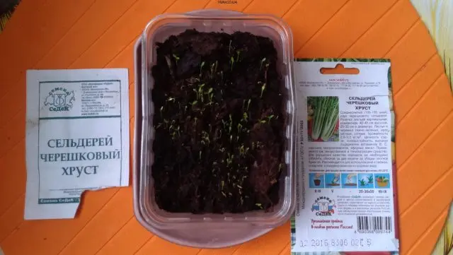 Growing celery seedlings