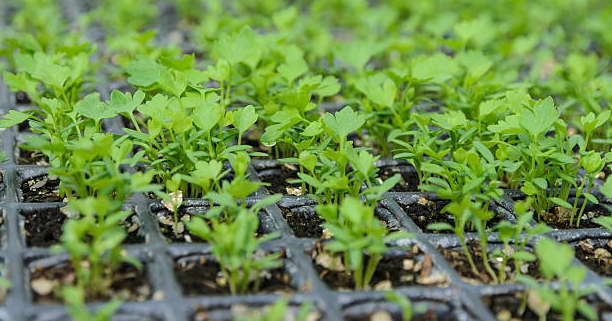 Growing celery seedlings