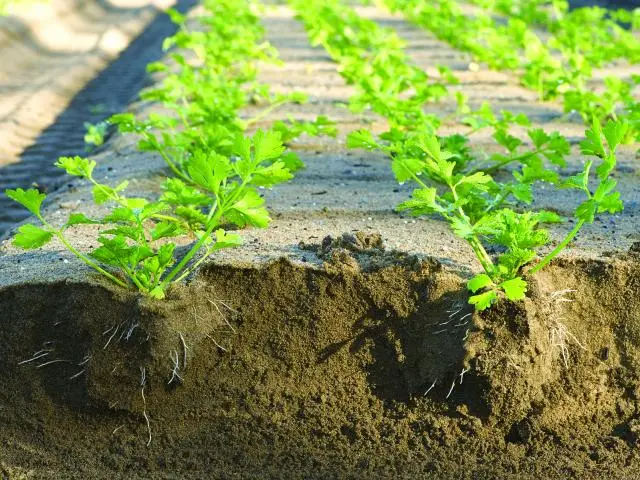 Growing celery seedlings