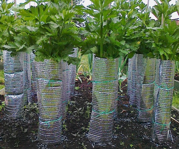 Growing celery seedlings