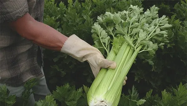 Growing celery seedlings