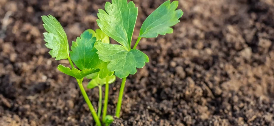 Growing celery seedlings