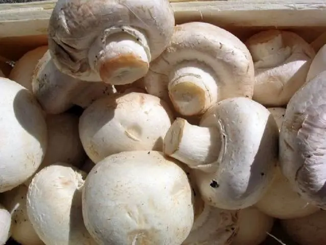 Growing champignons in the country