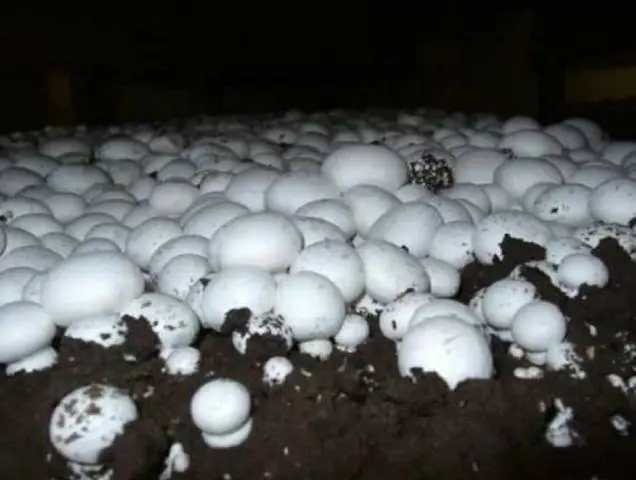 Growing champignons in the country