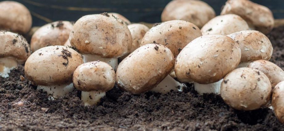 Growing champignons in the country