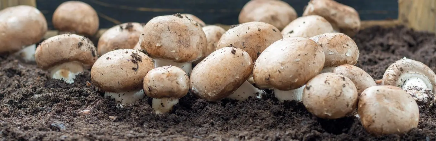 Growing champignons in the country