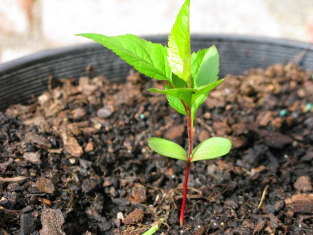 Growing cherries from the stone: at home and in the open field