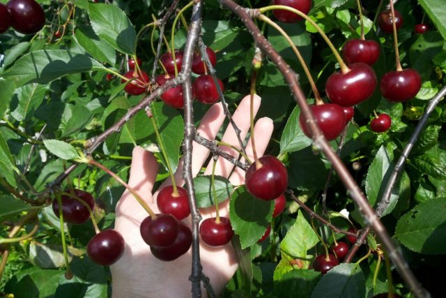 Growing cherries from the stone: at home and in the open field