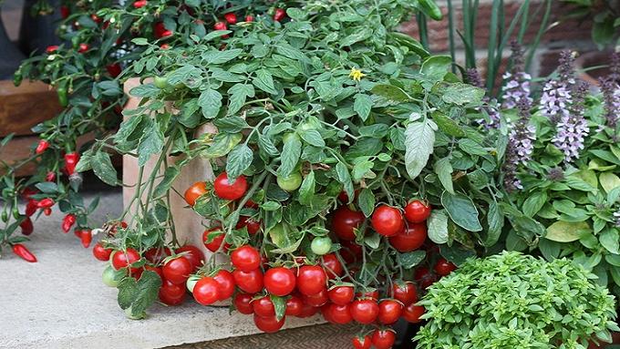 Growing Cherries on a Windowsill: Tips and Tricks