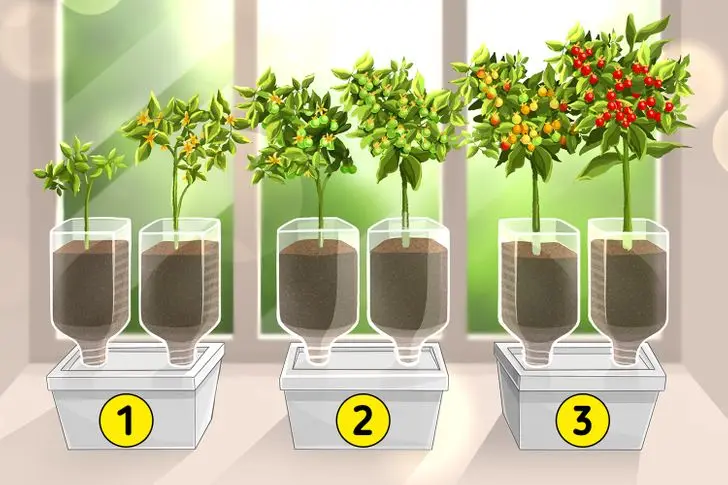 Growing Cherries on a Windowsill: Tips and Tricks