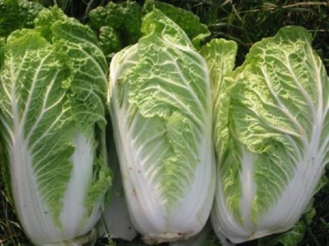 Growing Chinese cabbage in Siberia