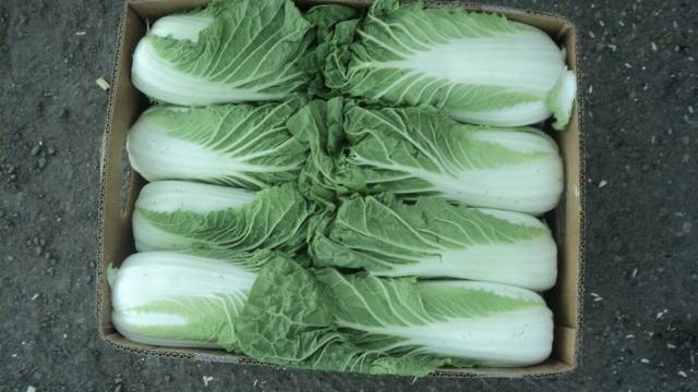 Growing Chinese cabbage in Siberia