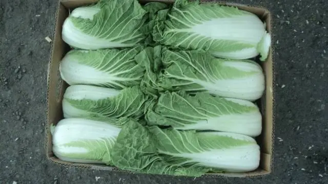 Growing Chinese cabbage in Siberia