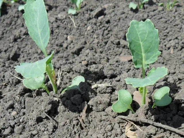 Growing Chinese cabbage in Siberia