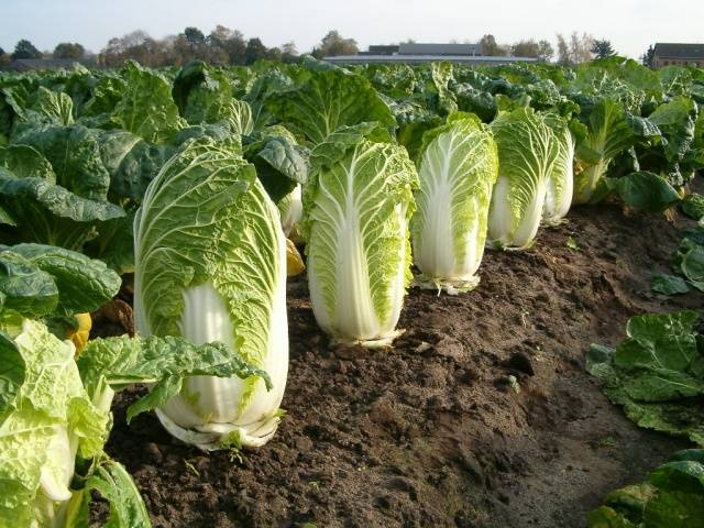 Growing Chinese cabbage in Siberia