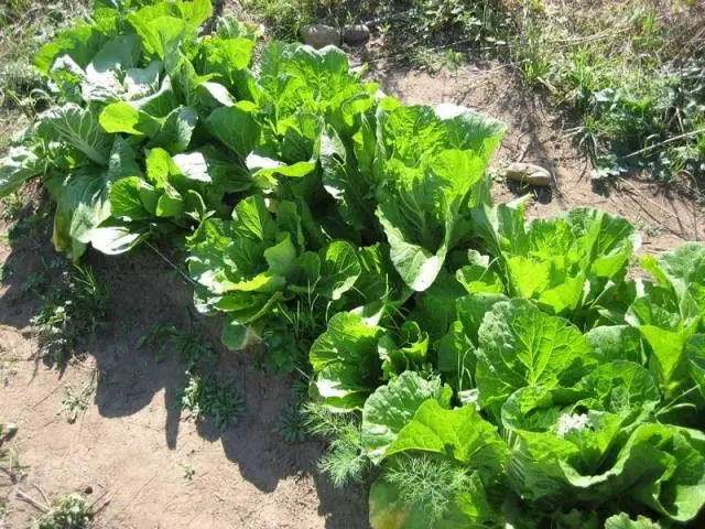 Growing Chinese cabbage in Siberia