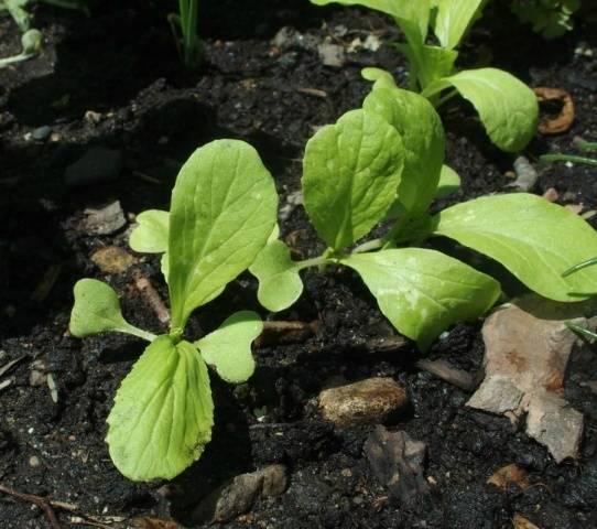 Growing Chinese cabbage in Siberia