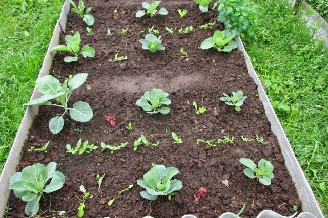 Growing Chinese cabbage in Siberia