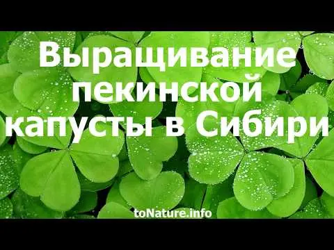 Growing Chinese cabbage in Siberia