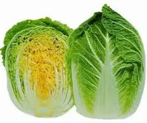 Growing Chinese cabbage in Siberia