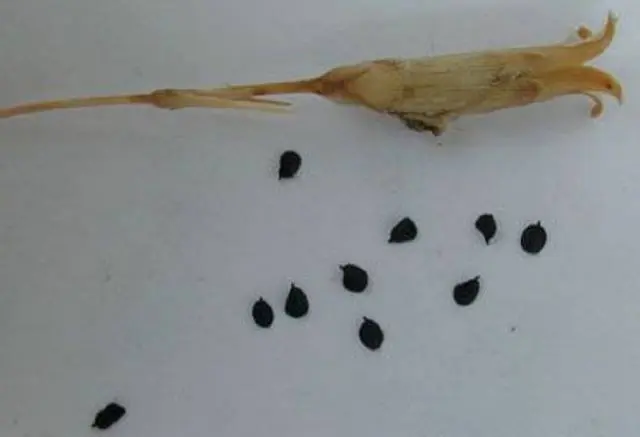 Growing cloves Shabo from seeds at home