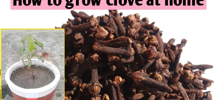 Growing cloves Shabo from seeds at home