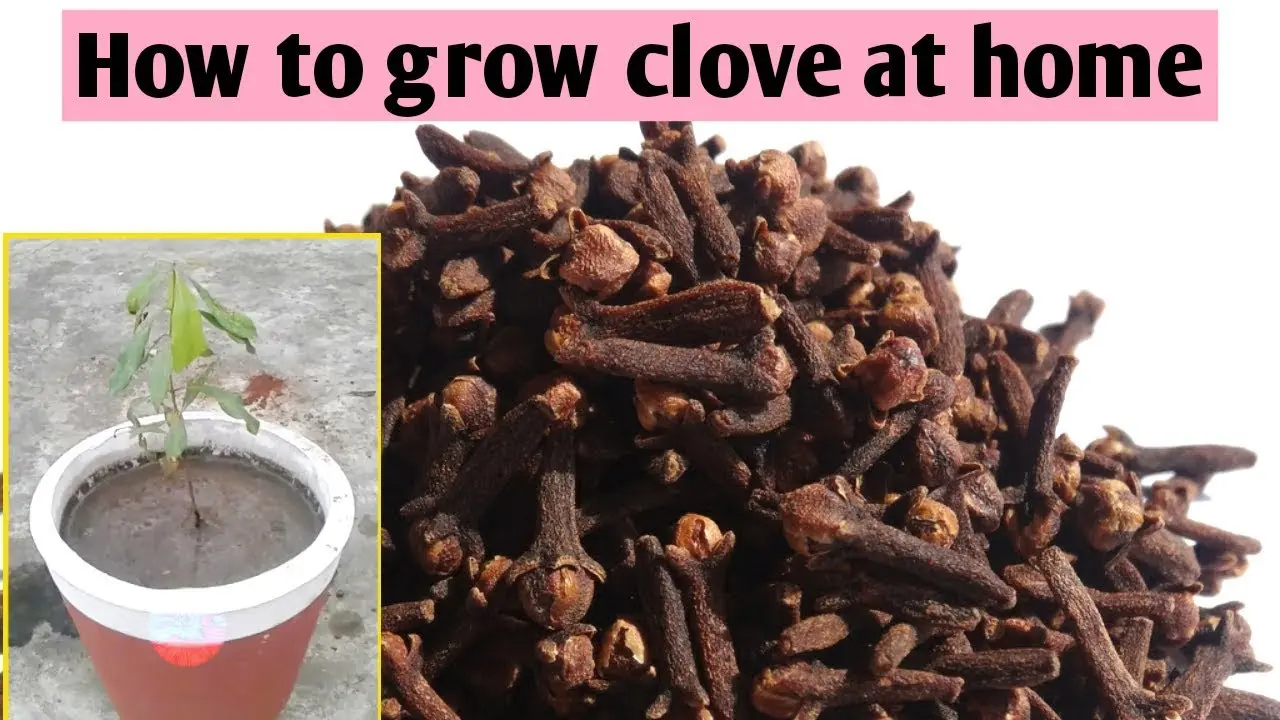 Growing cloves Shabo from seeds at home