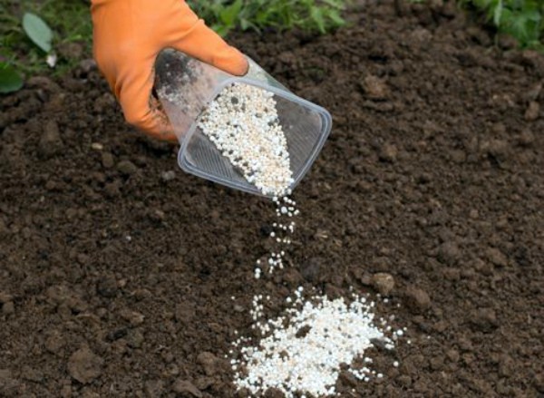 Growing corn in the garden