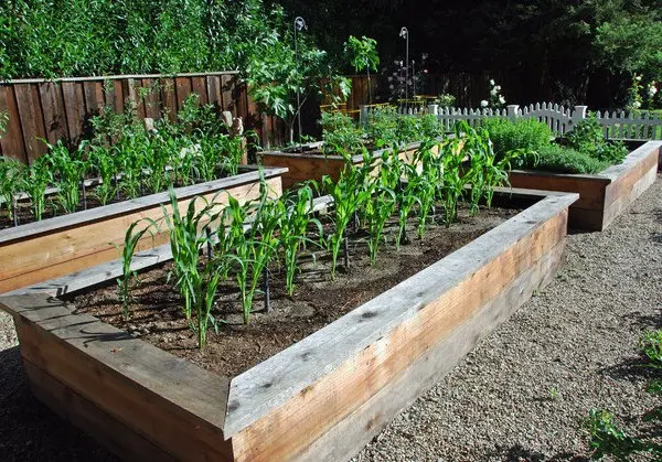 Growing corn in the garden