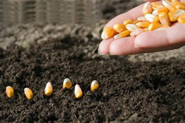 Growing corn in the garden