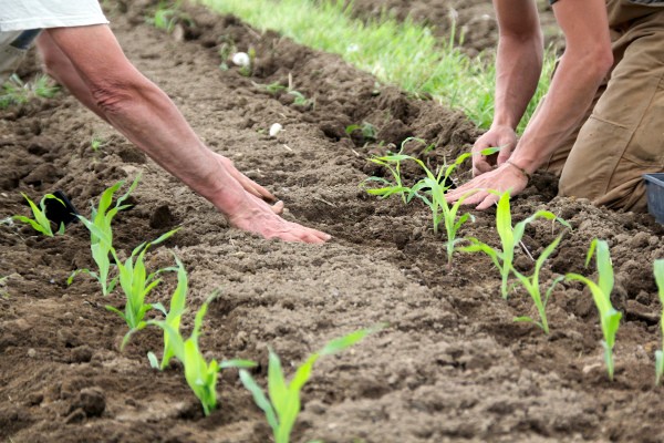 Growing corn in the garden