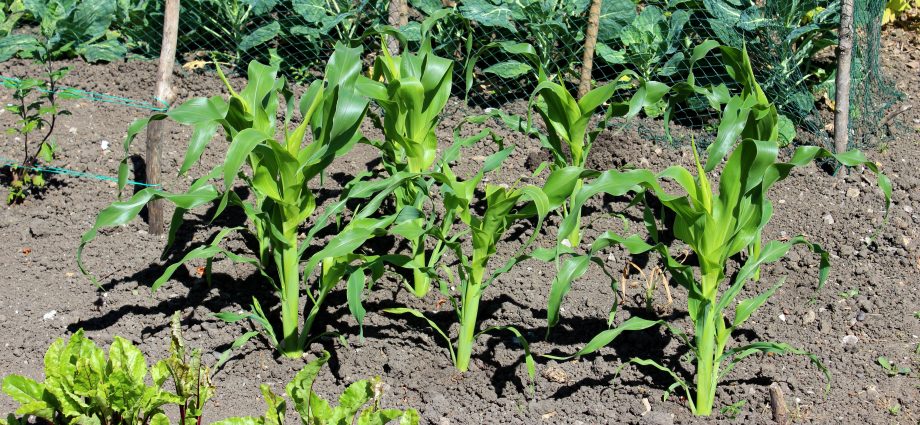 Growing corn in the garden