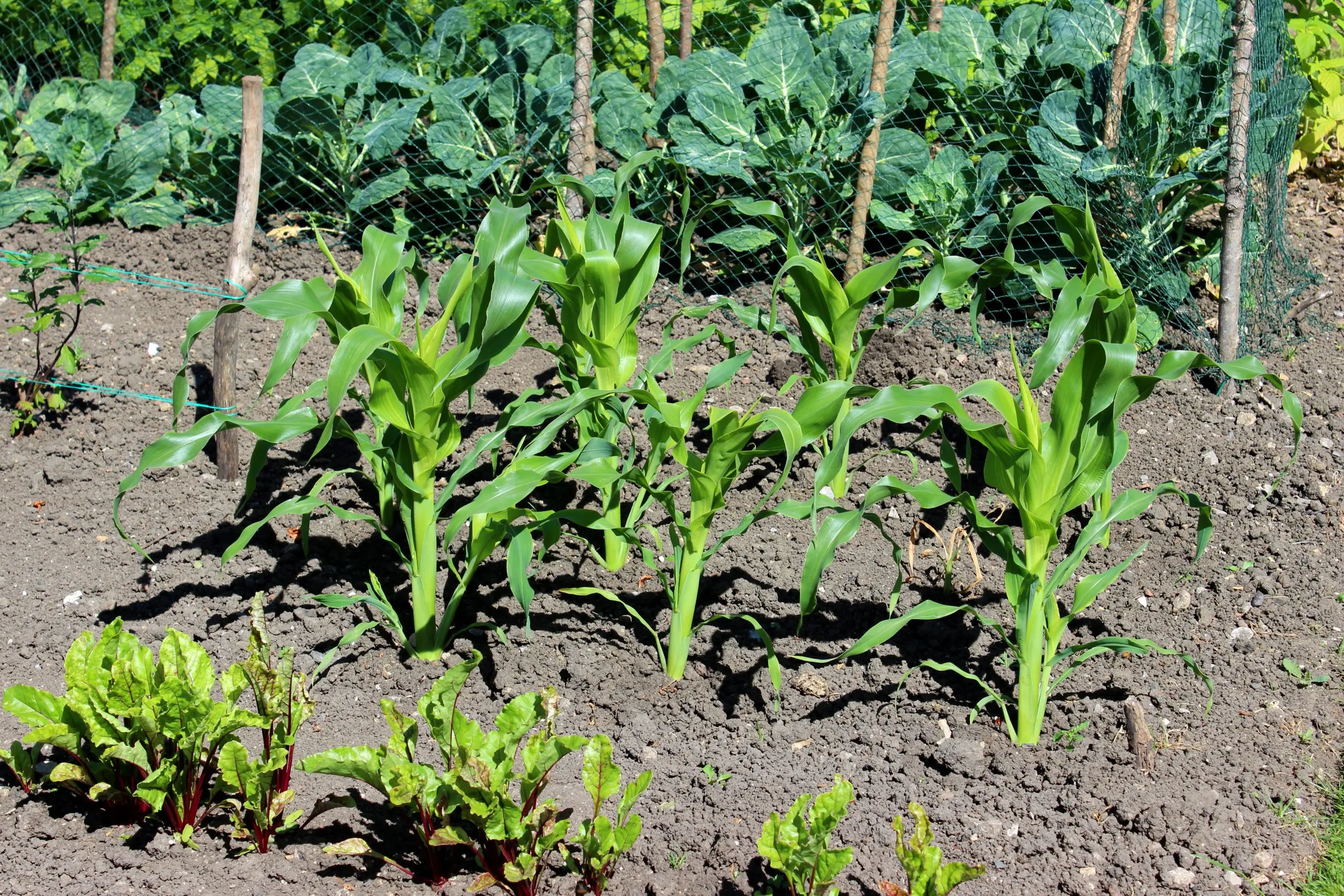 Growing corn in the garden