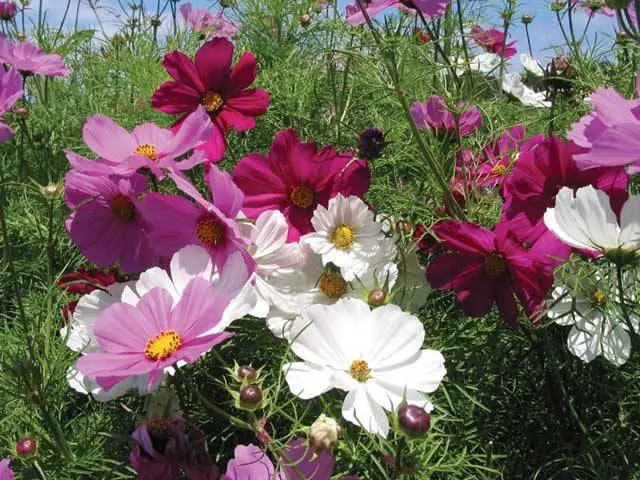 Growing cosmea from seeds at home