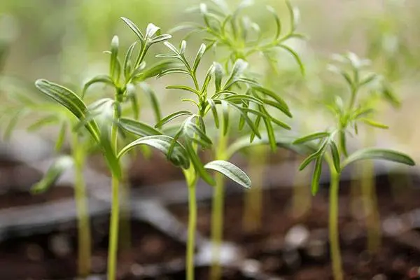 Growing cosmea from seeds at home